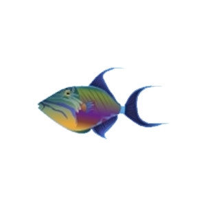 Queen Triggerfish